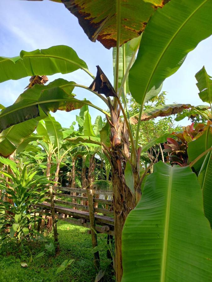 Banana Grove El Nido Ξενοδοχείο Εξωτερικό φωτογραφία