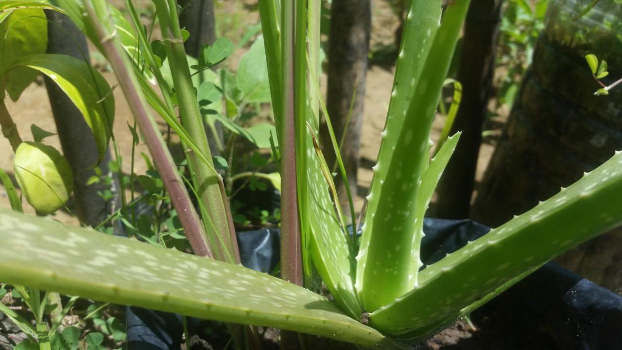 Banana Grove El Nido Ξενοδοχείο Εξωτερικό φωτογραφία