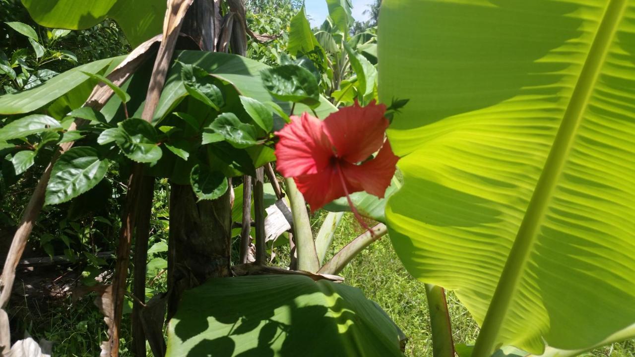Banana Grove El Nido Ξενοδοχείο Εξωτερικό φωτογραφία