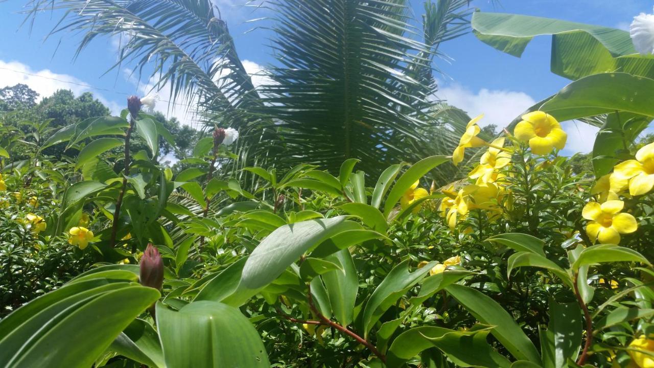 Banana Grove El Nido Ξενοδοχείο Εξωτερικό φωτογραφία