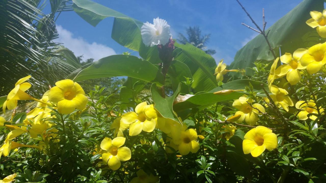 Banana Grove El Nido Ξενοδοχείο Εξωτερικό φωτογραφία